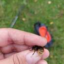 صورة Bombus quadricolor (Lepeletier 1832)