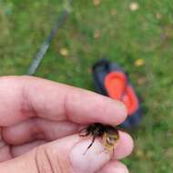 Image of Bombus quadricolor (Lepeletier 1832)