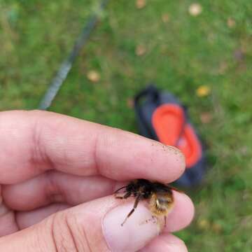 Слика од Bombus quadricolor (Lepeletier 1832)