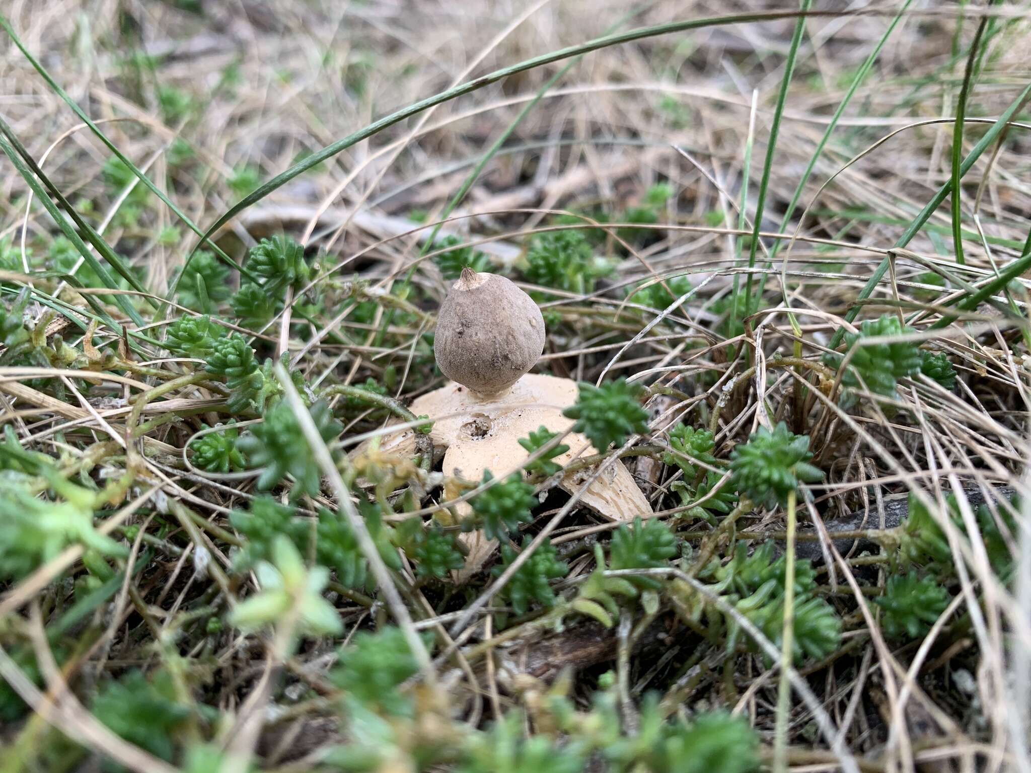 Image of Geastrum minimum Schwein. 1822