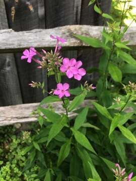 Image of fall phlox