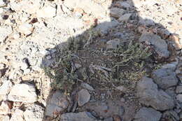 Image of Utah mortonia