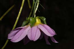 Image of Dahlia rupicola P. D. Sorensen