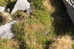 Image of Bearskin Fescue