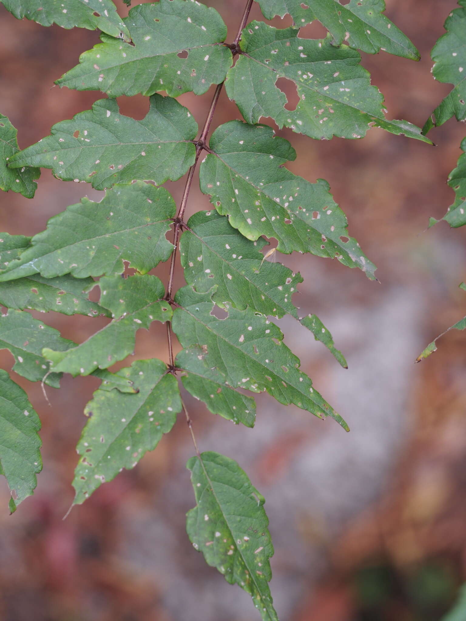 Image de Aralia bipinnata Blanco