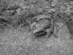 Image of Altai Brown Frog (Altai Mountains Populations)