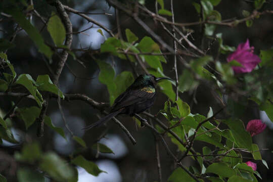 Image of Bronze Sunbird