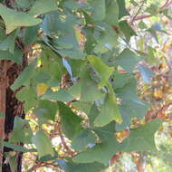 Image of Bat's wing coral tree