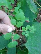 Слика од Thalictrum strigillosum Hemsl.