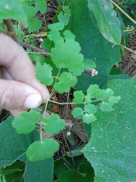 Thalictrum strigillosum Hemsl. resmi