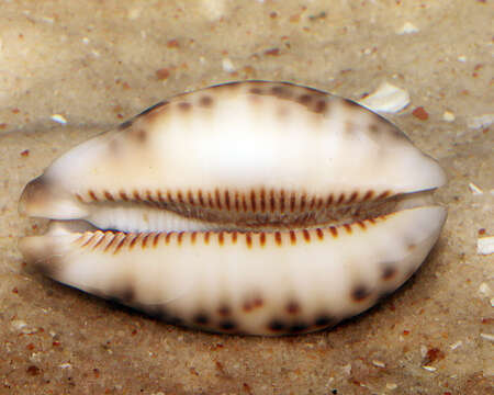 Image of harlequin cowrie