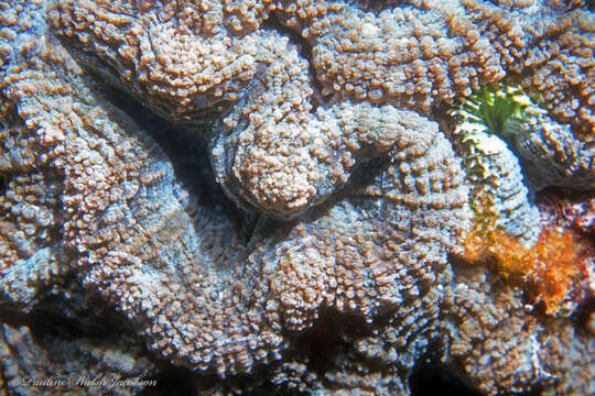 Image of Spiny flower coral