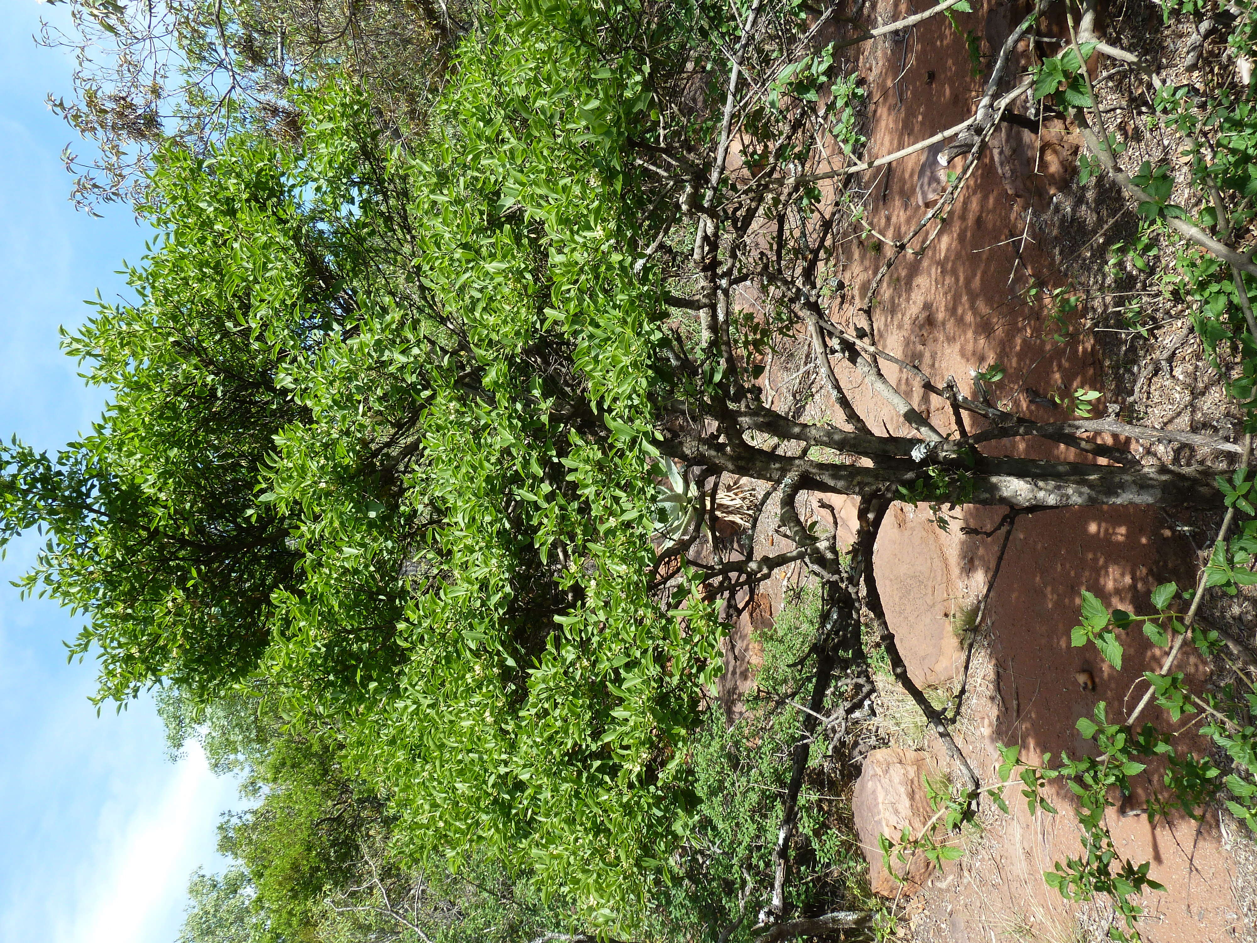 Image of Green-twigs quar