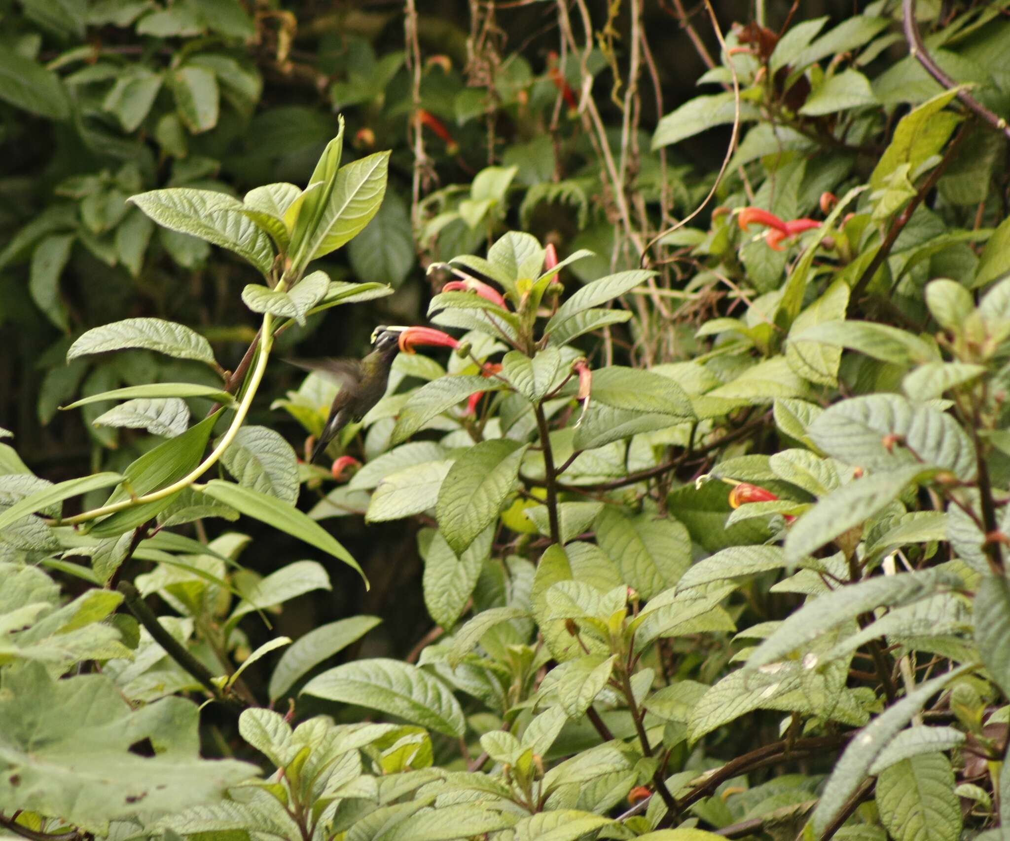 Image of Amethyst-throated Hummingbird