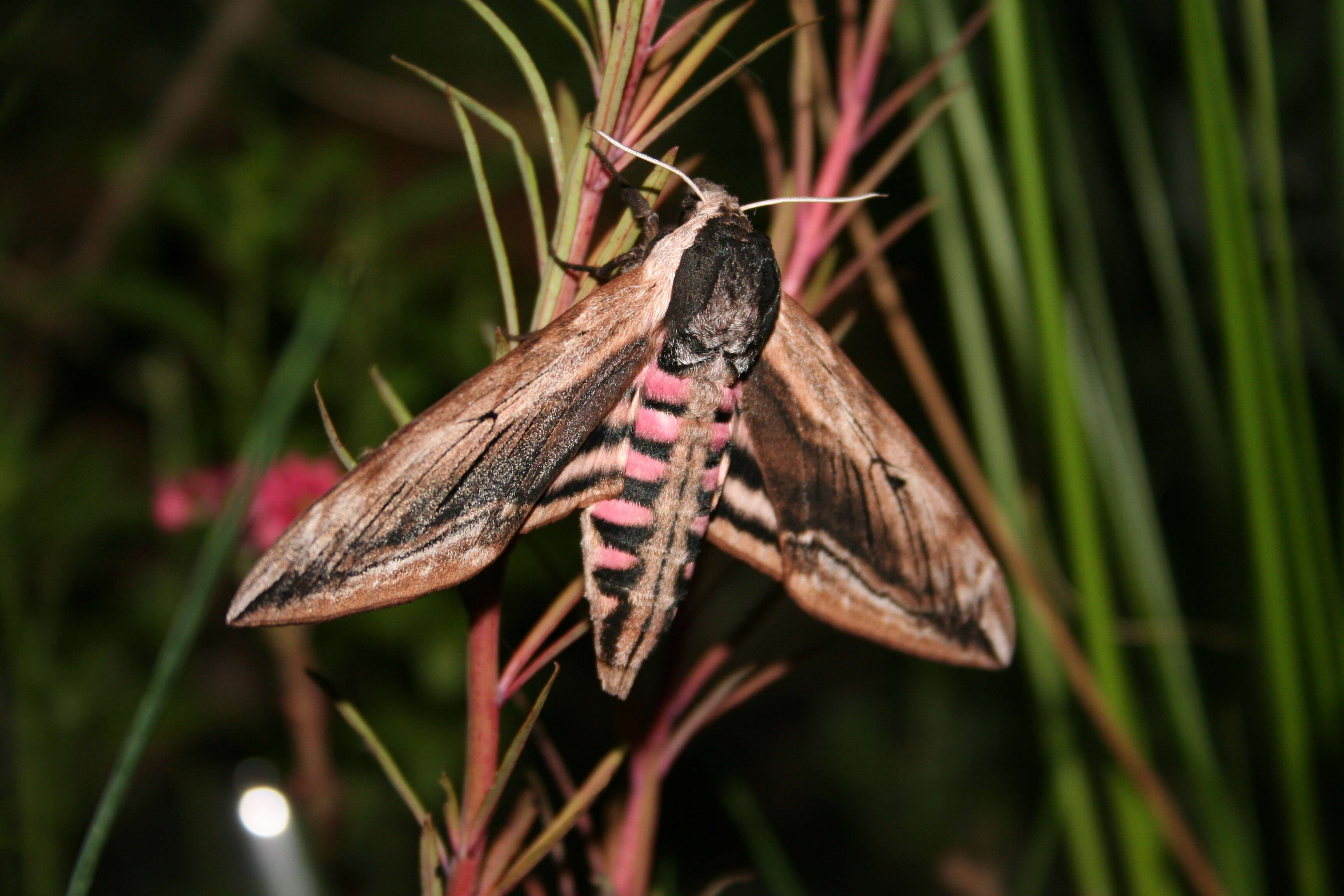 Image of privet hawk-moth