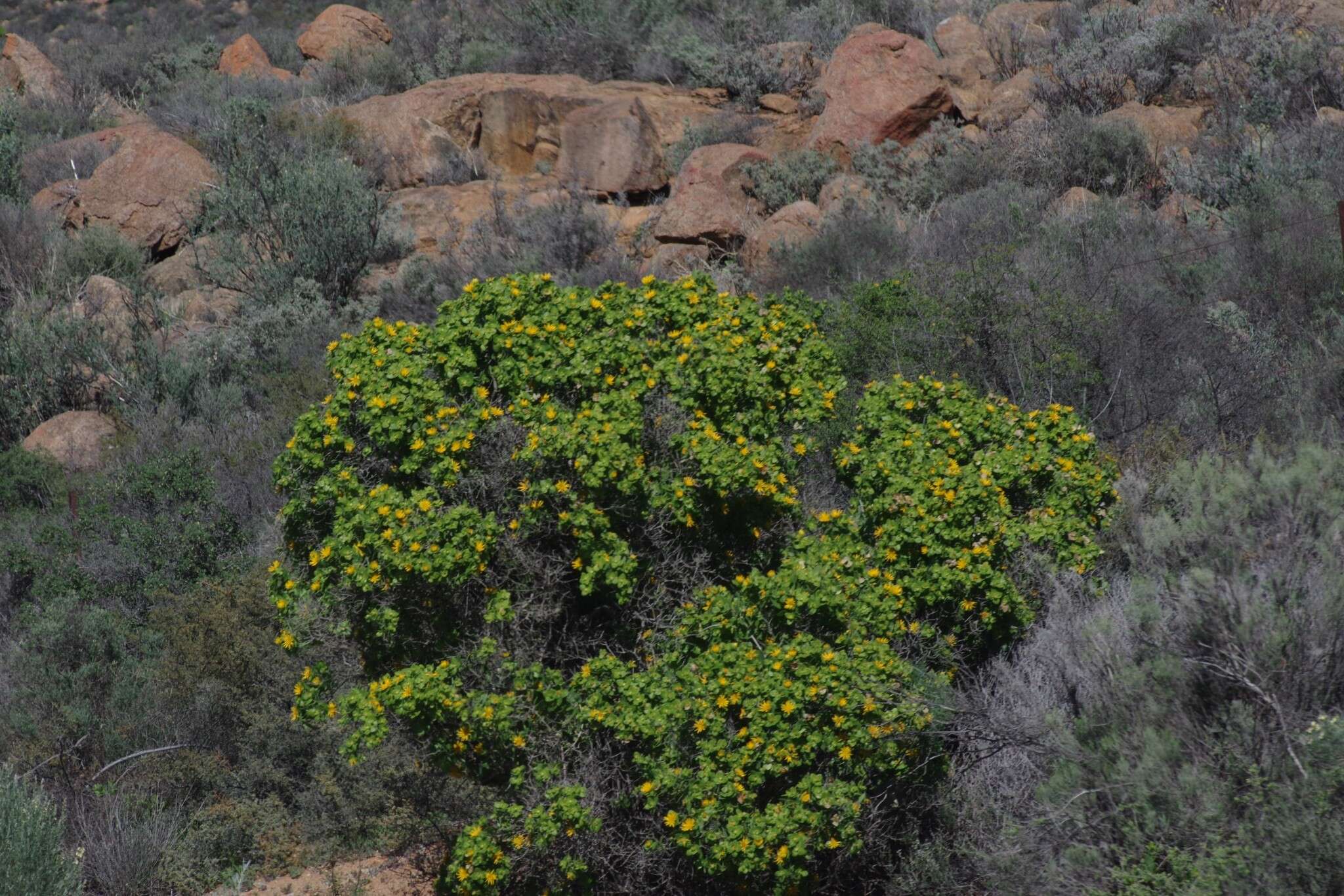 Image of Didelta spinosa (L. fil.) Ait.