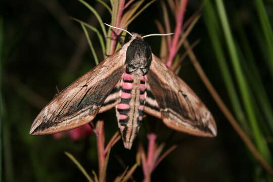 Image of privet hawk-moth