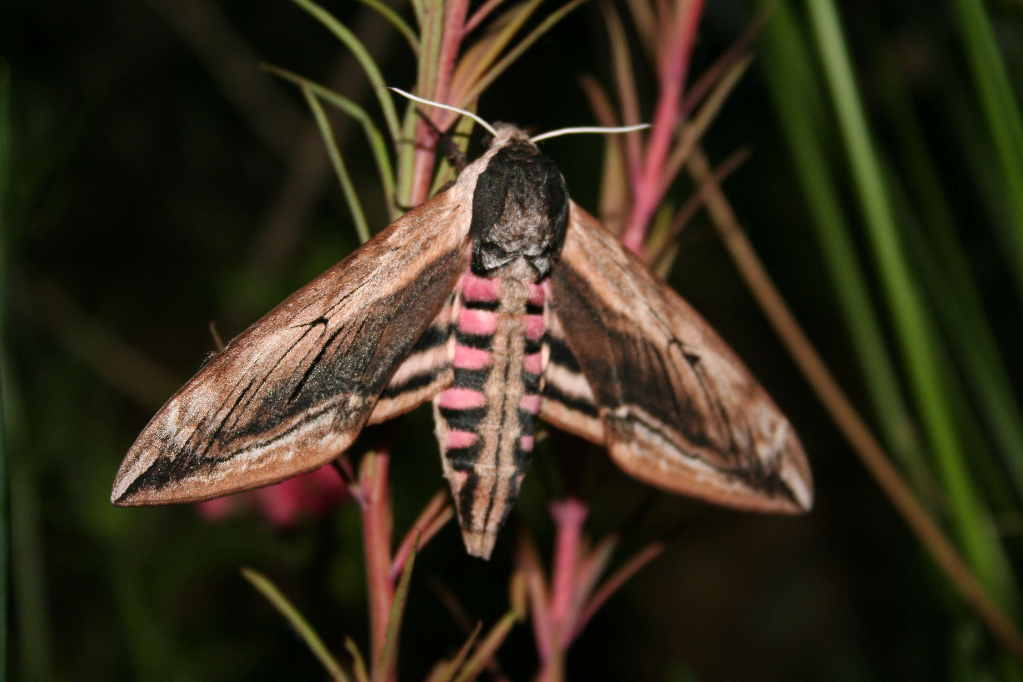 Image of privet hawk-moth