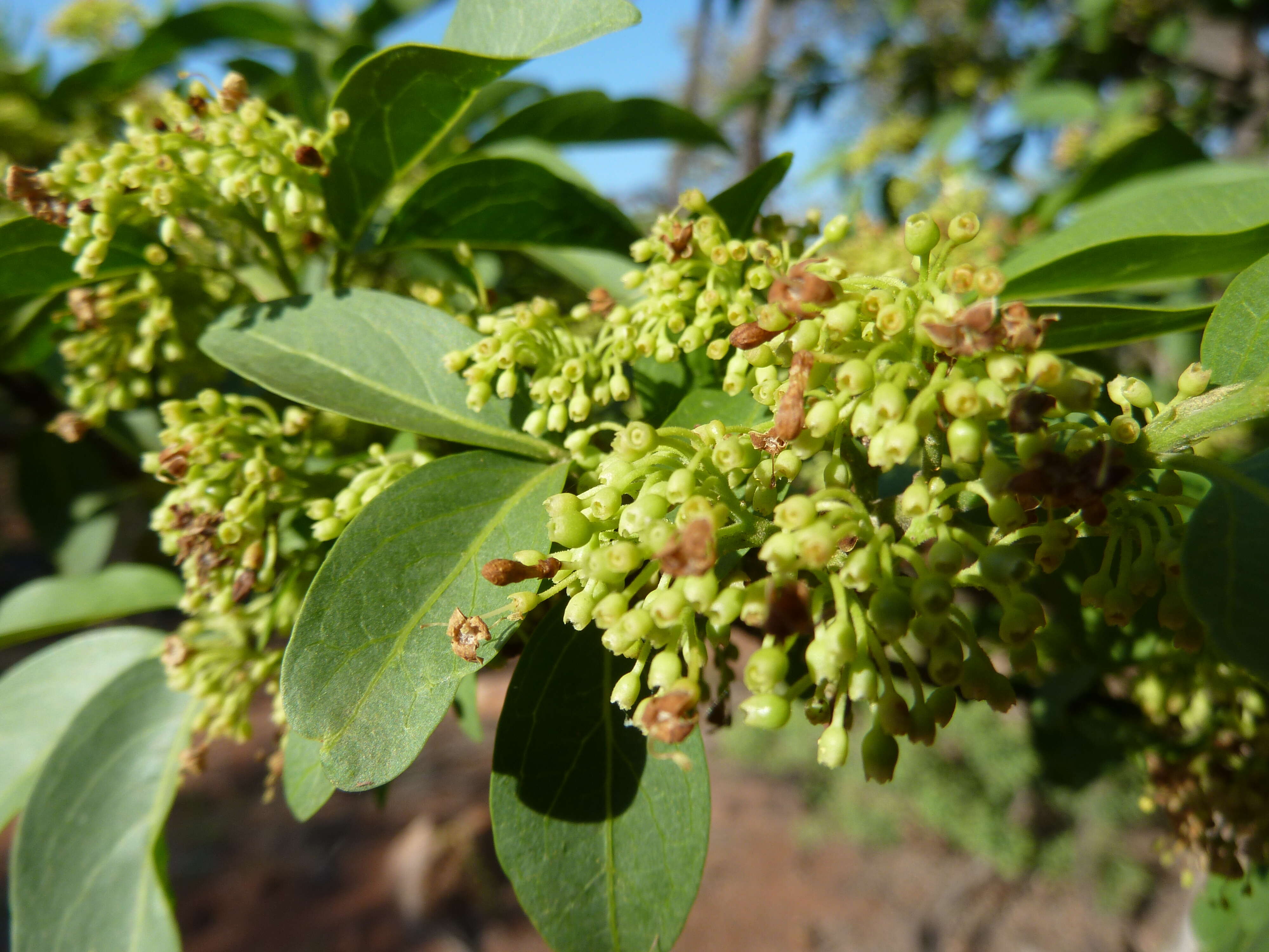 Image of Green-twigs quar