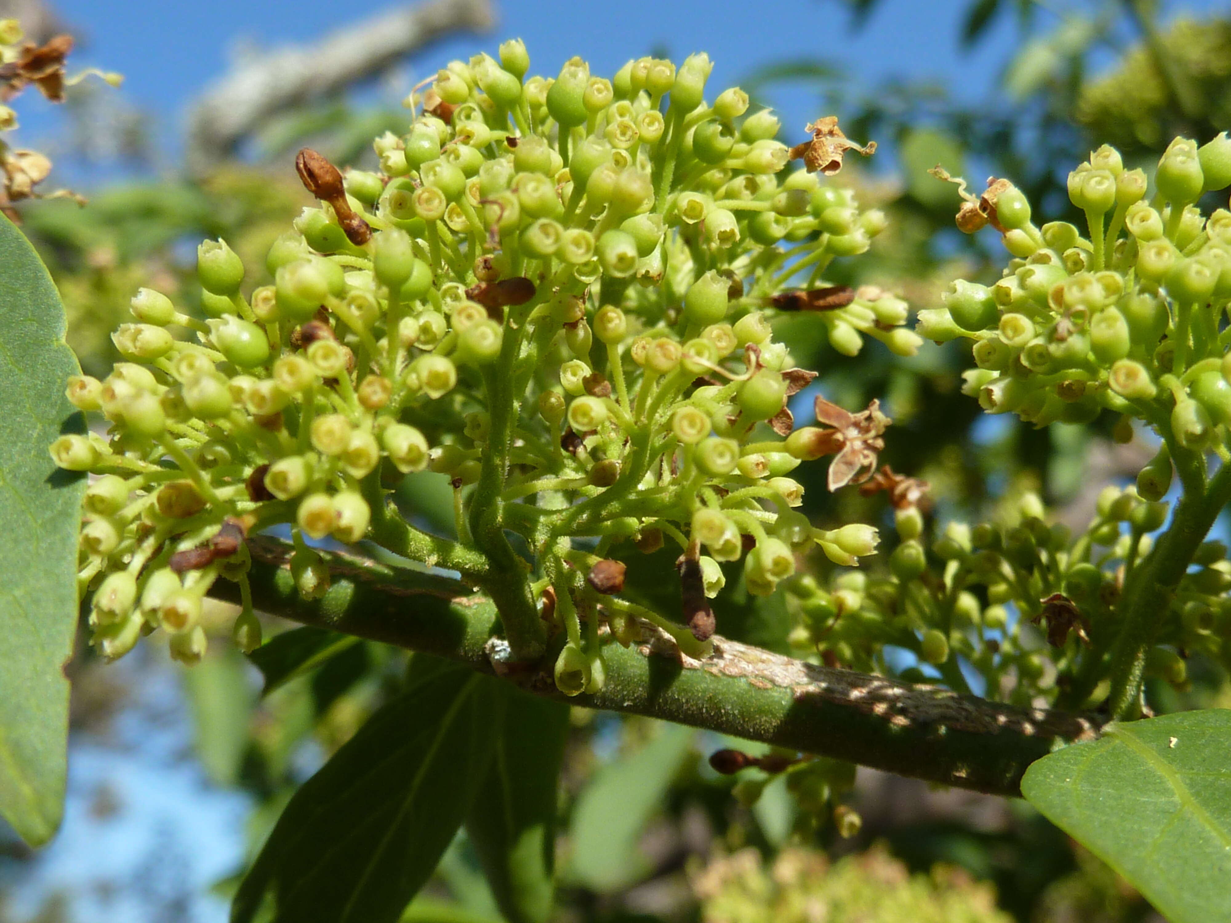 Image of Green-twigs quar