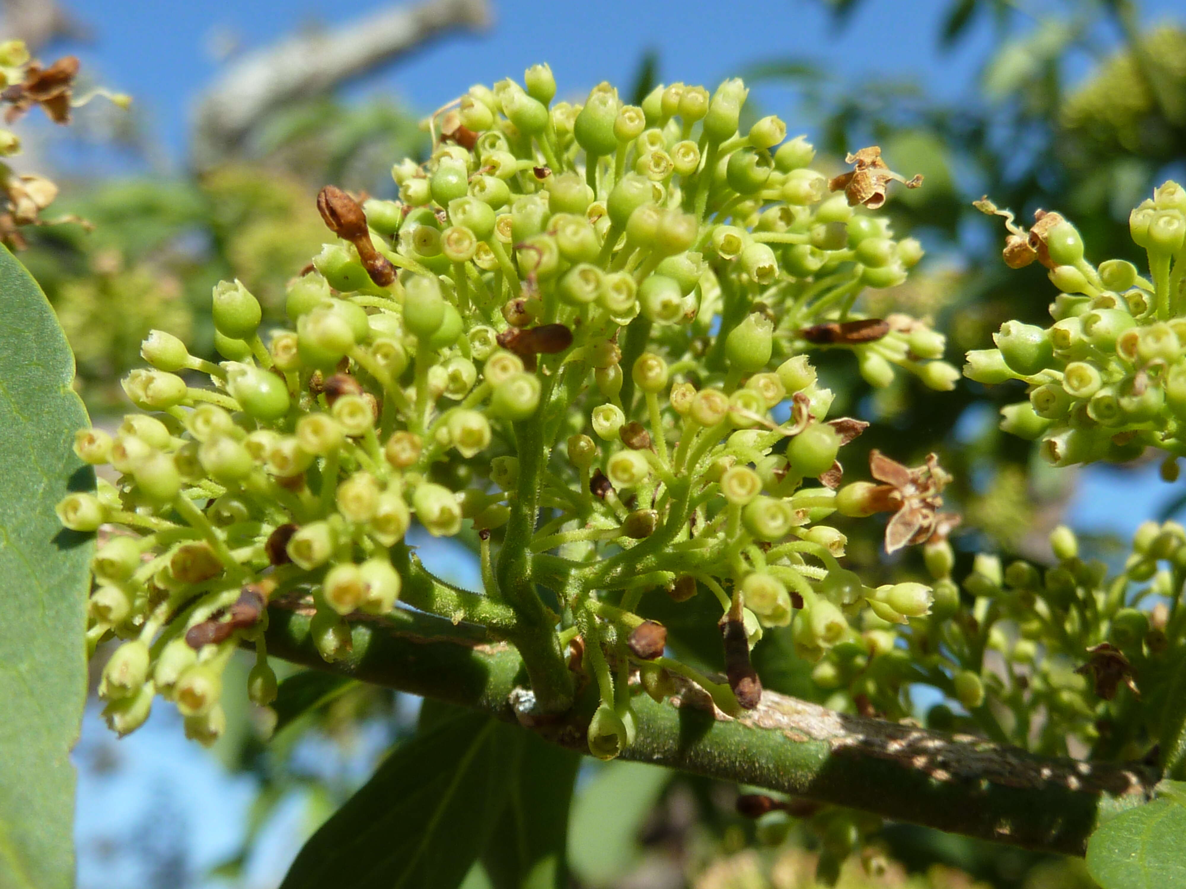 Image of Green-twigs quar