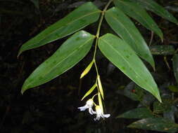 Image of Stromanthe