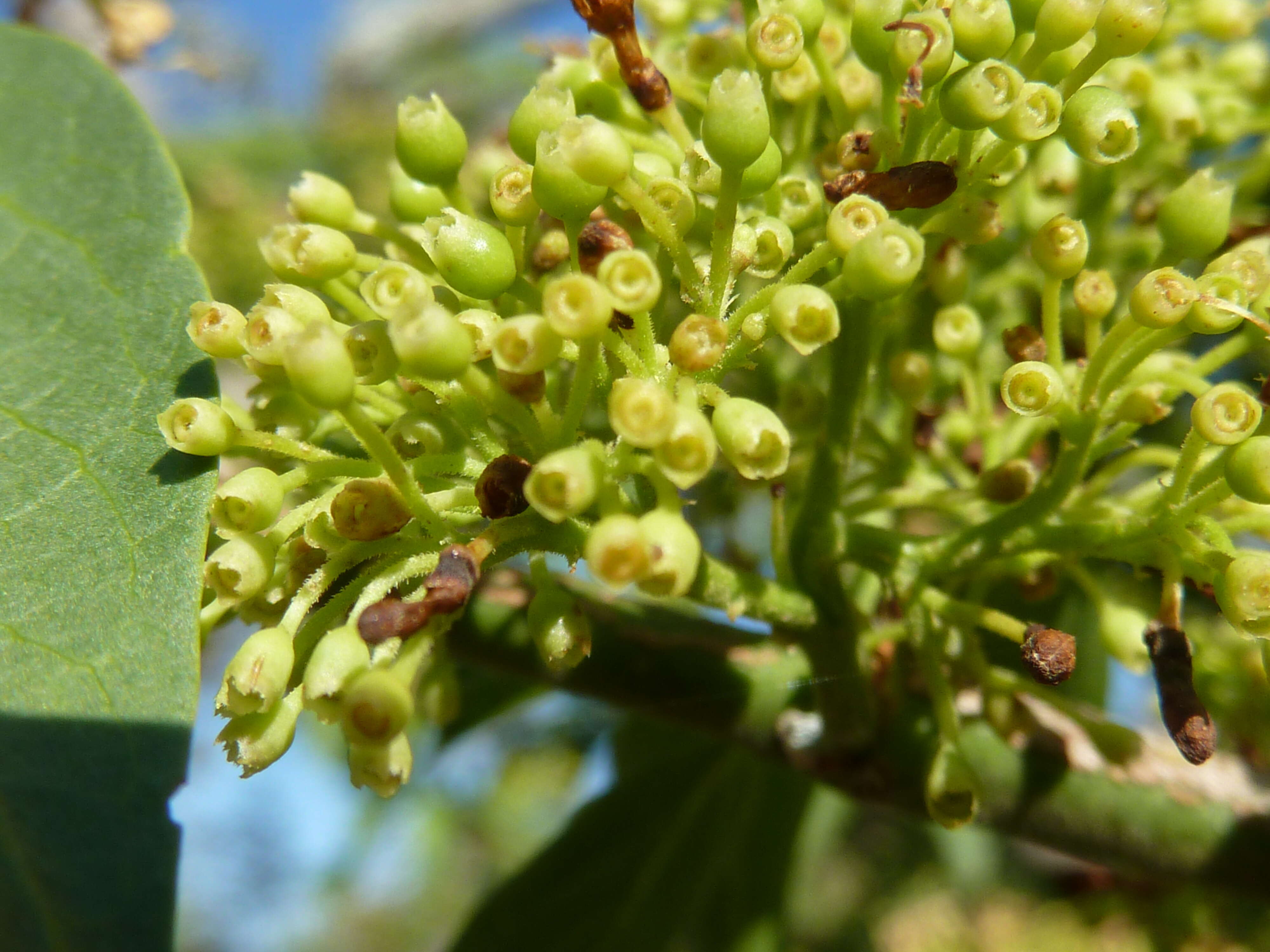 Image of Green-twigs quar