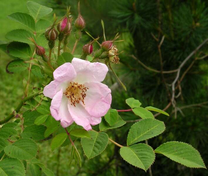 Image de Rosa davidii Crép.