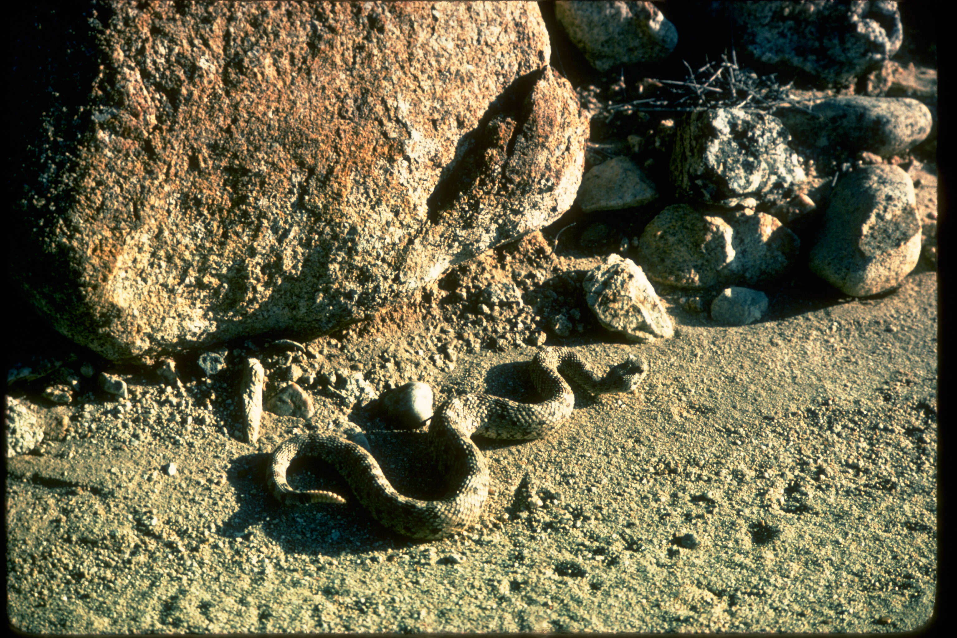 Image of Mohave Rattlesnake