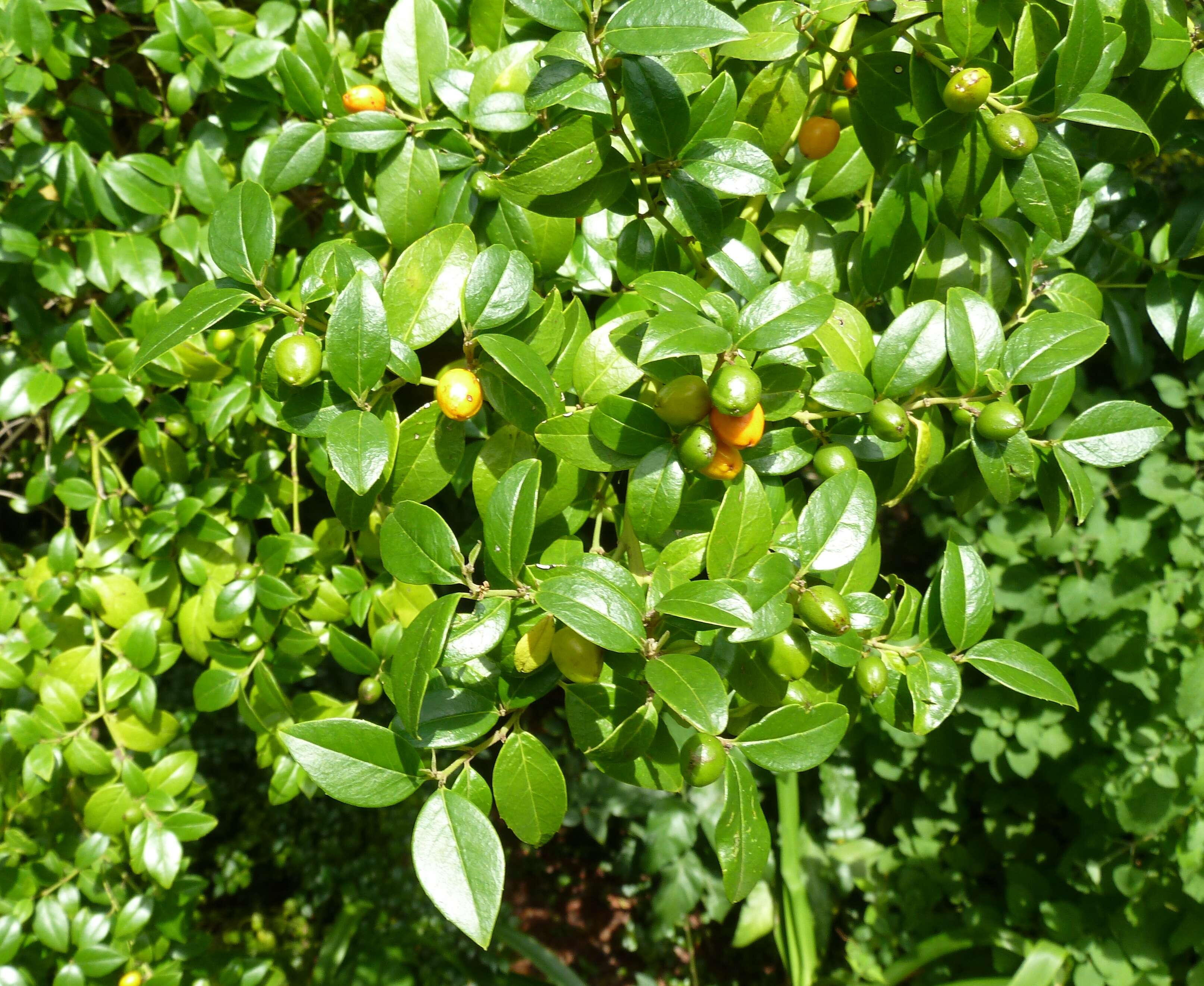 Image of Lemon-thorn