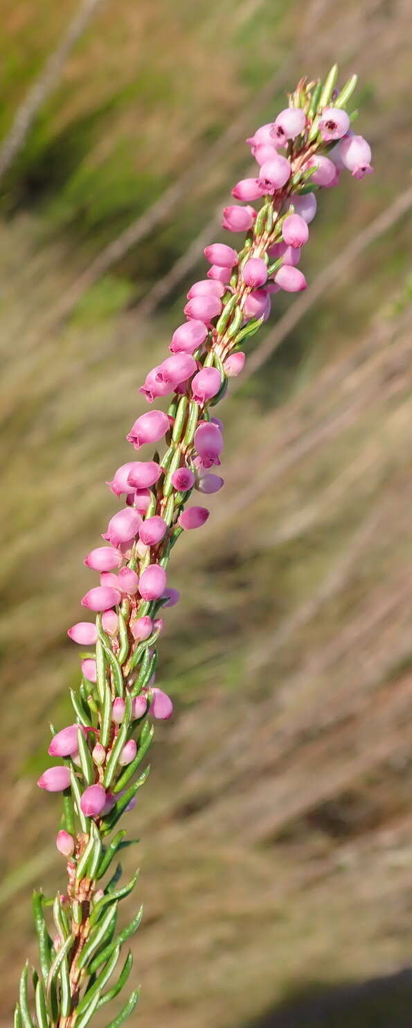 Image of Erica regerminans L.