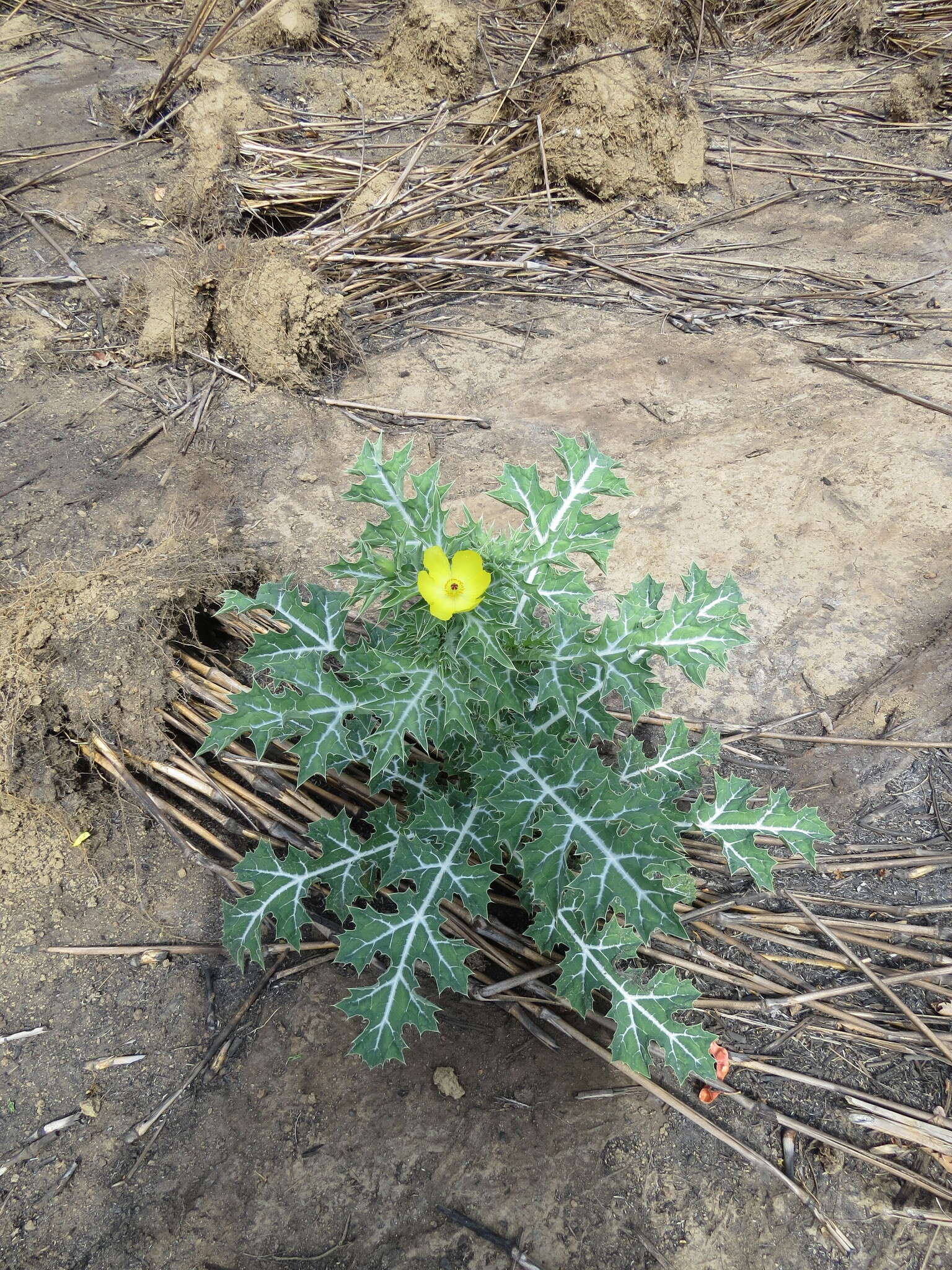 Argemone mexicana L. resmi