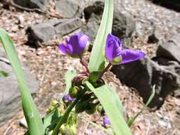 Image of Virginia spiderwort