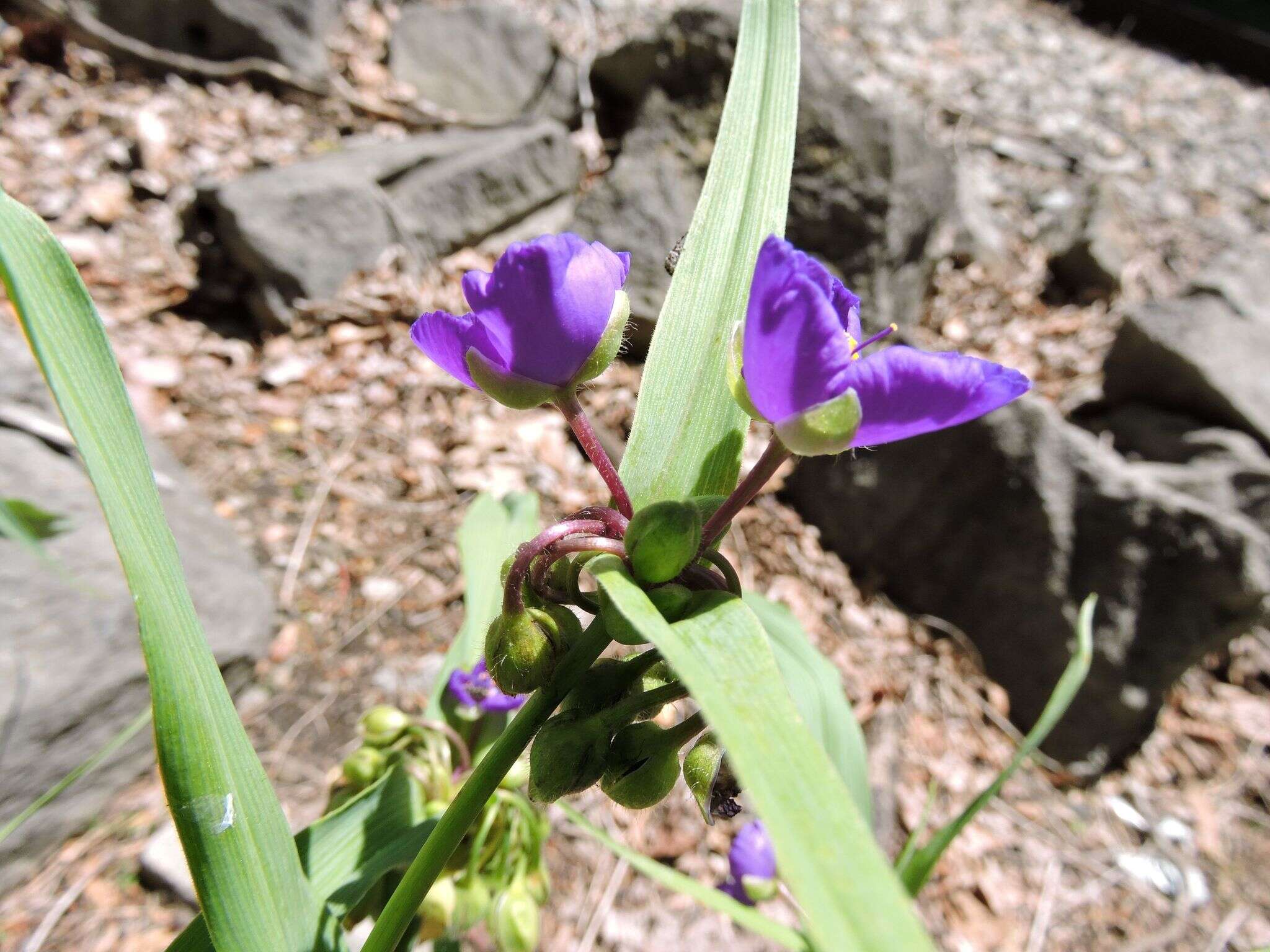 Image of Virginia spiderwort