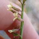 Plancia ëd Carrichtera annua (L.) DC.