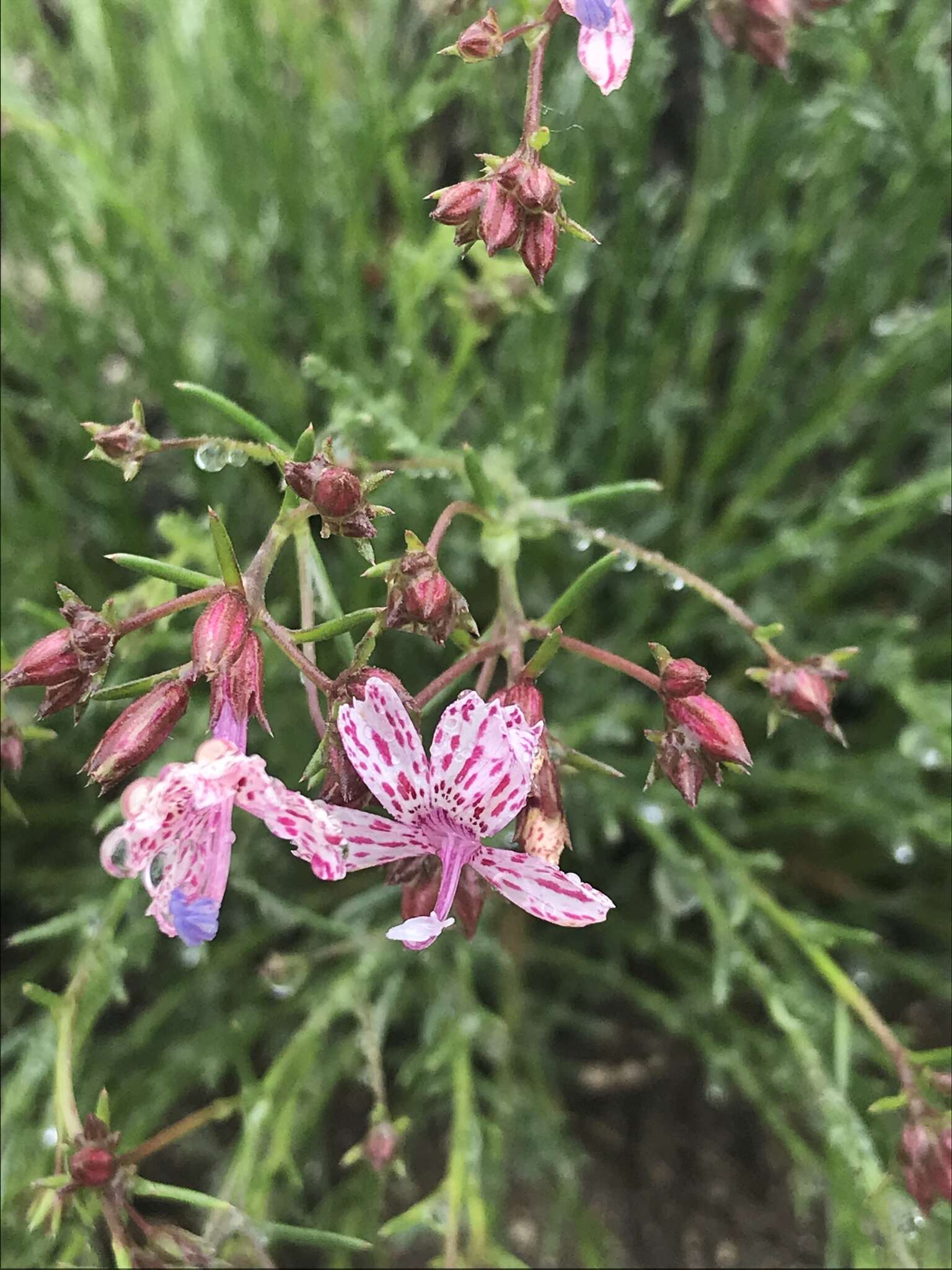 Plancia ëd Ipomopsis guttata (A. Gray) R. Moran