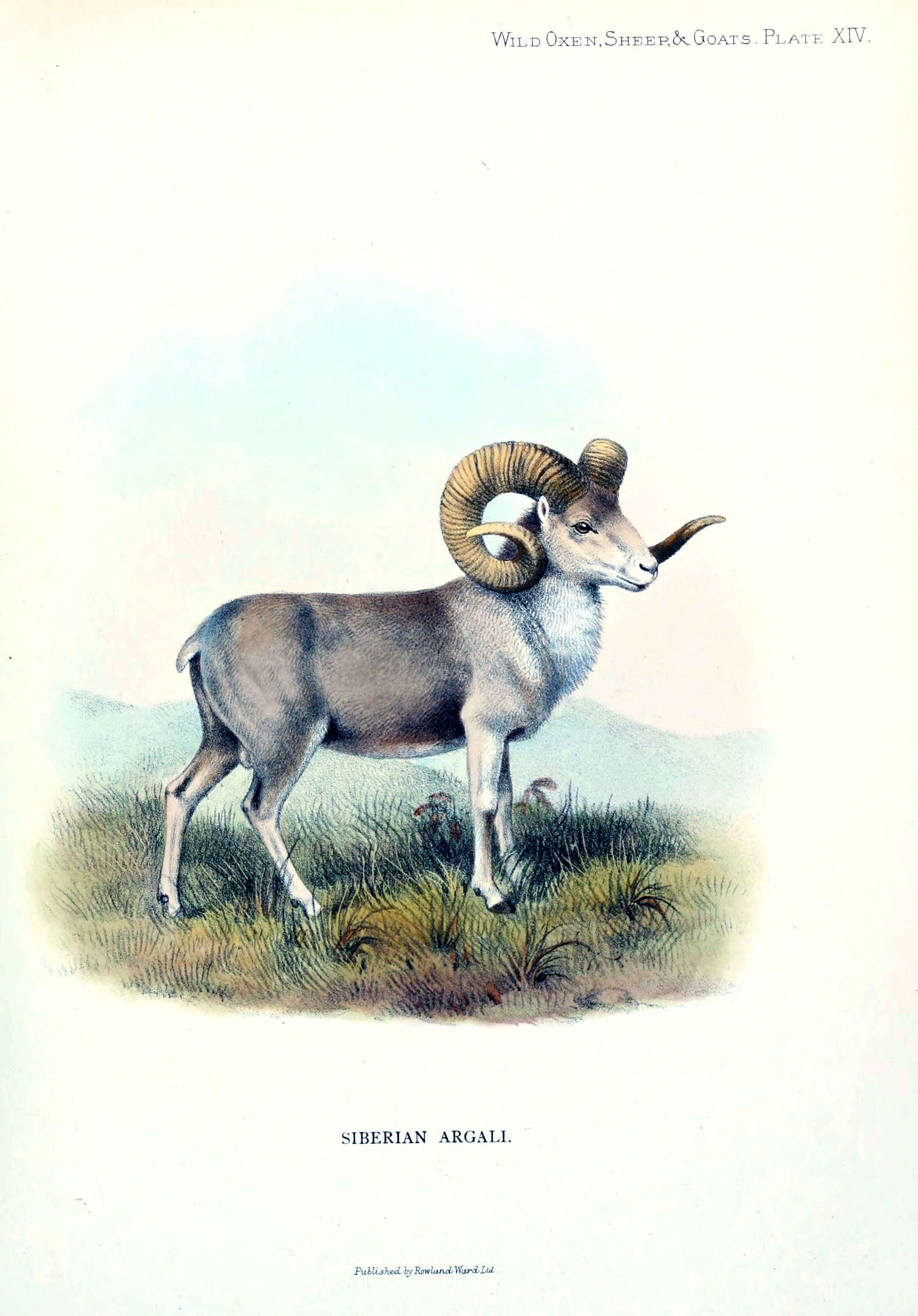 Image of Altai argali