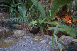 Image of Black-breasted Wood Quail