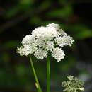 Image of Rocky Mountain hemlockparsley