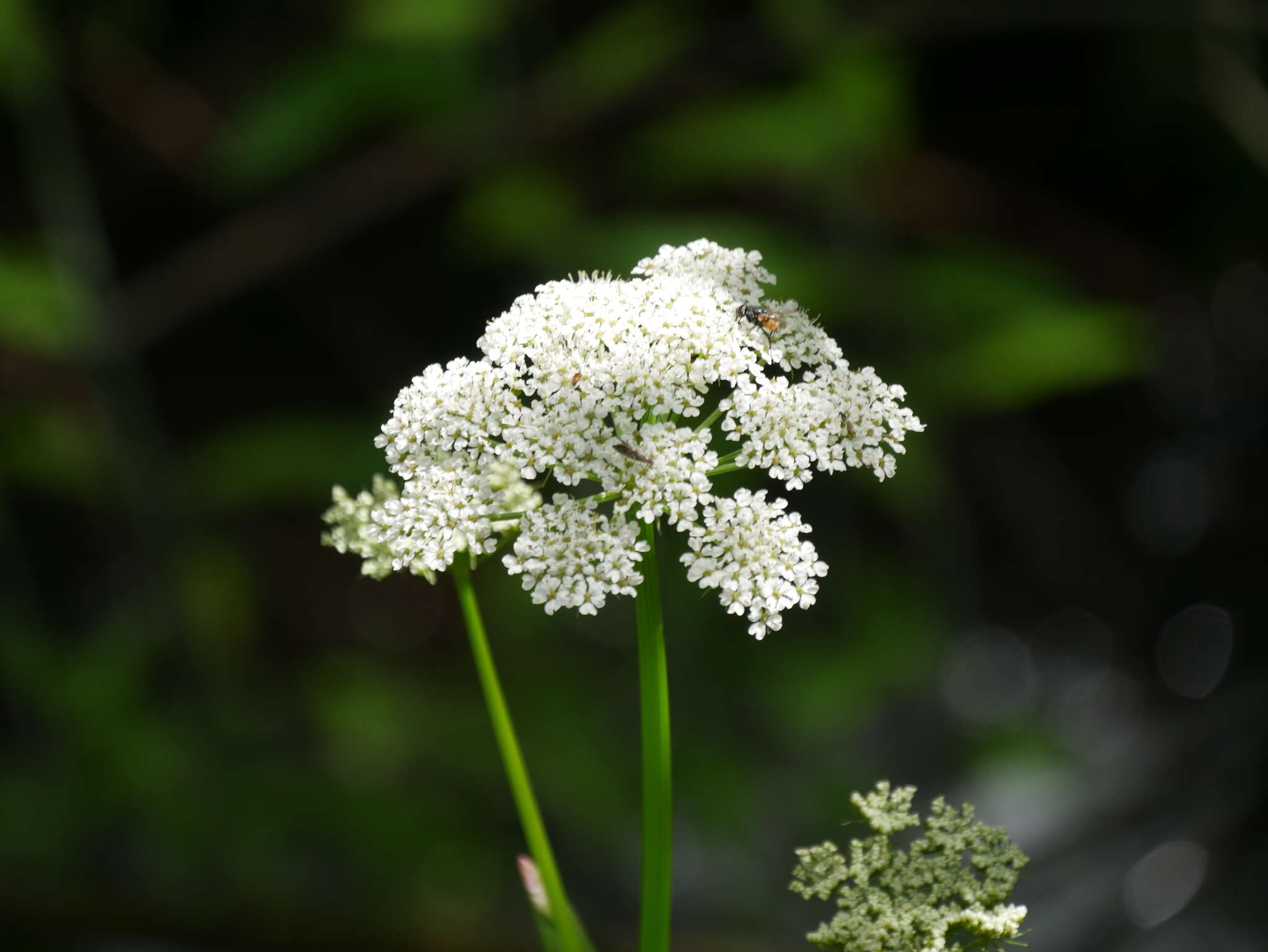 Image of Rocky Mountain hemlockparsley