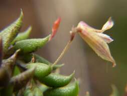 Image of Pabstiella aveniformis (Hoehne) Luer