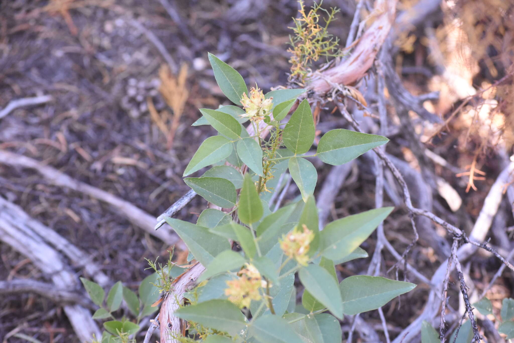 Image of Parish's California tea