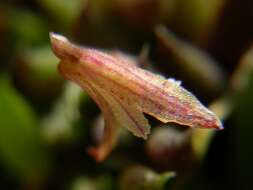 Image of Pabstiella aveniformis (Hoehne) Luer
