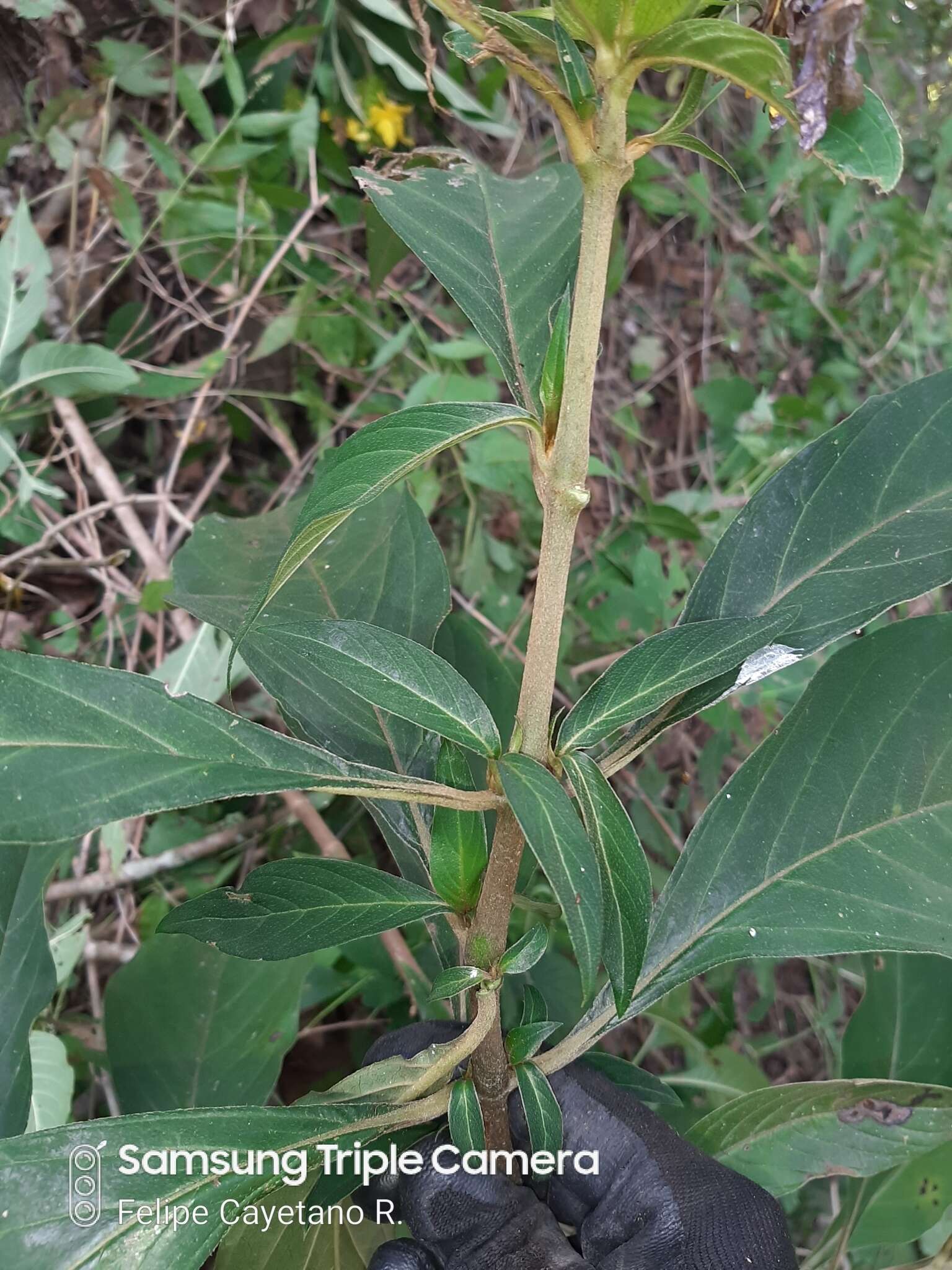 Image of Barleria oenotheroides Dum.-Cours.