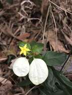 صورة Mussaenda parviflora Miq.