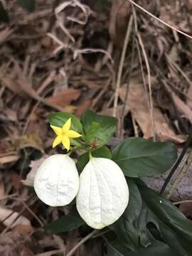 Image of Mussaenda parviflora Miq.