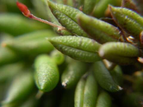 Image of Pabstiella aveniformis (Hoehne) Luer