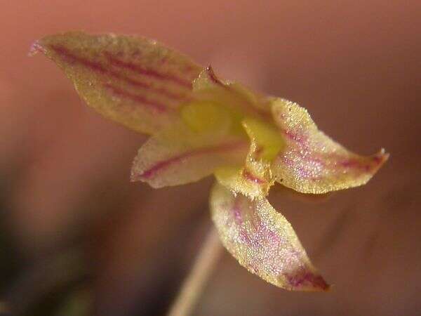 Image of Pabstiella aveniformis (Hoehne) Luer