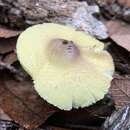 Image of Leucocoprinus viridiflavoides (B. P. Akers & Angels) E. Ludw. 2012