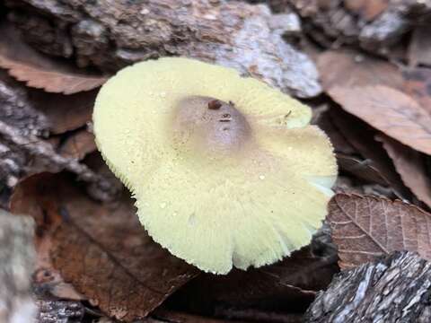 Image of Leucocoprinus viridiflavoides (B. P. Akers & Angels) E. Ludw. 2012